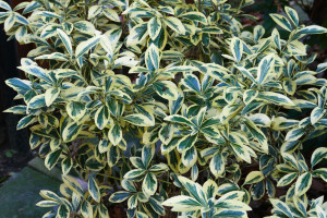 Euonymus japonica Bravo   